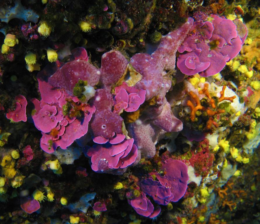 Diving Center Punta Stilo Daire Dış mekan fotoğraf