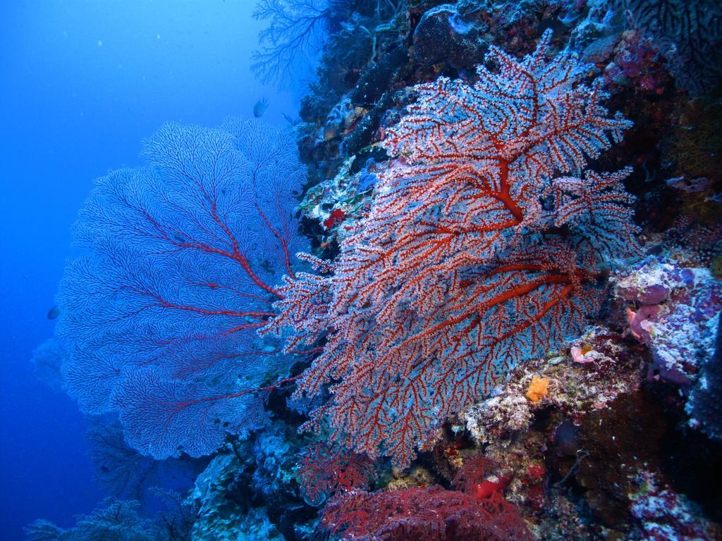 Diving Center Punta Stilo Daire Dış mekan fotoğraf