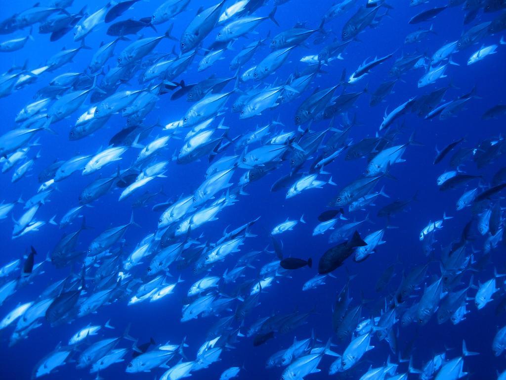 Diving Center Punta Stilo Daire Dış mekan fotoğraf