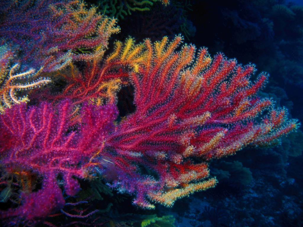 Diving Center Punta Stilo Daire Dış mekan fotoğraf